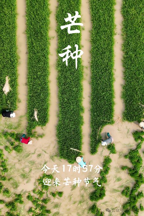 新澳今日开奖结果:17时57分将迎来芒种